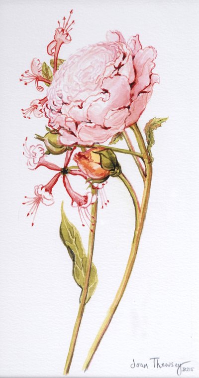 Rosa Rosa, Abraham Derby con Madreselva, 2008 de Joan Thewsey