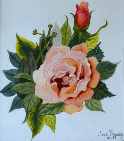 Rosa y Capullo Rosados de Joan Thewsey