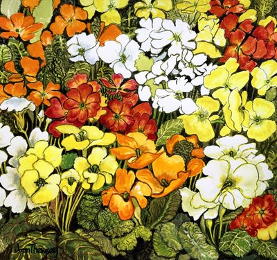 Borde de prímula, prímulas blancas, amarillas, naranjas y rojas de Joan Thewsey