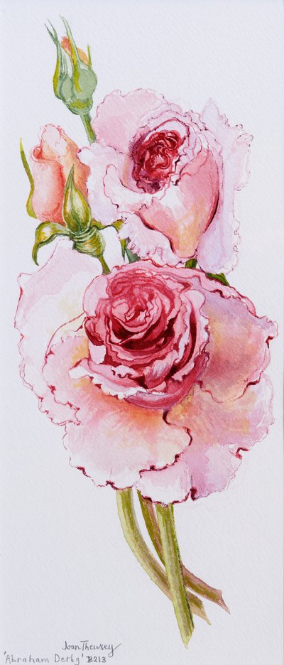 Rosas (Abraham Derby) de Joan Thewsey