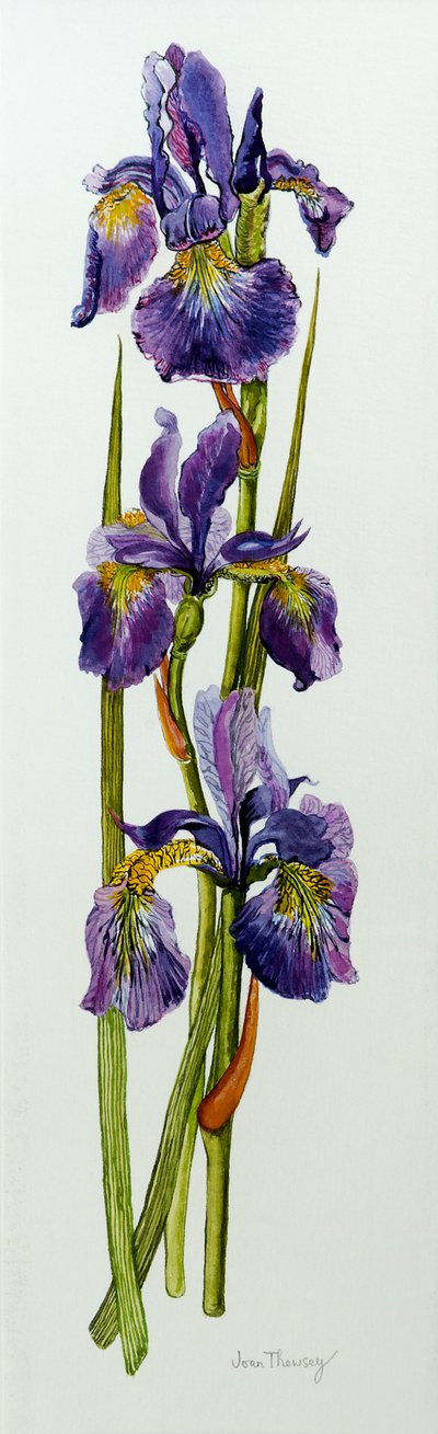 Tres lirios con hojas, 2010 de Joan Thewsey