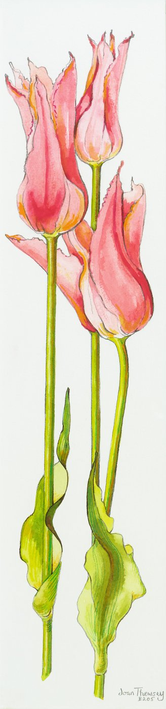 Tres tulipanes rojos en forma de lirio Marianne de Joan Thewsey