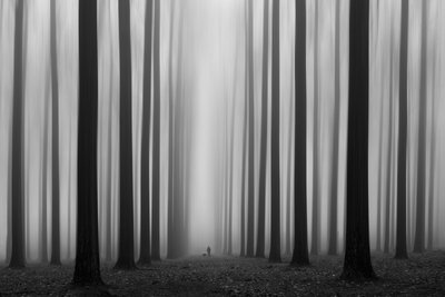 Sendero del bosque brumoso de Jochen Bongaerts