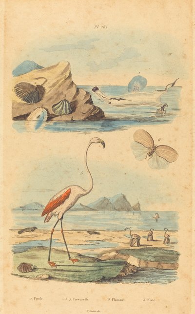 Flamencos y conchas de Joh. Baptist Pfitzer after Acavie Baron