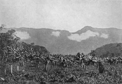 Bananal Cubatao, Bananas, Cubato, 1895 de Johan Albert Constantin Lofgren