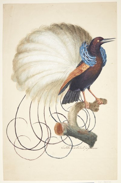 Pájaro exótico de Johan Christian Ernst Walter