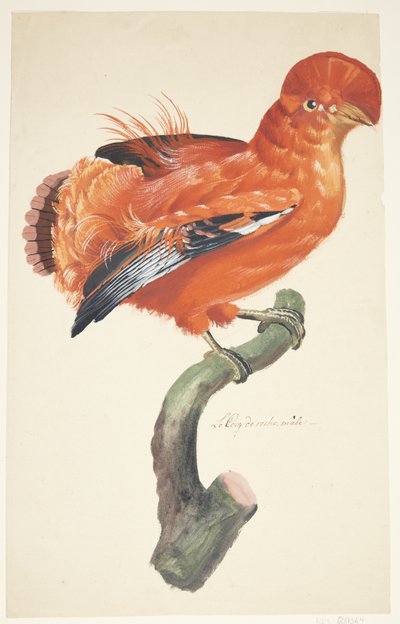 Gallo de roca de Johan Christian Ernst Walter