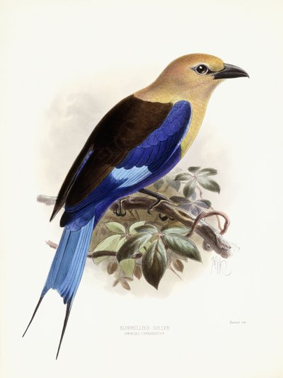 Carraca de vientre azul, 1893 de Johan Gerard Keulemans