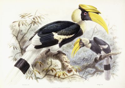 Dichocerus Bicornis, 1876-1882 de Johan Gerard Keulemans