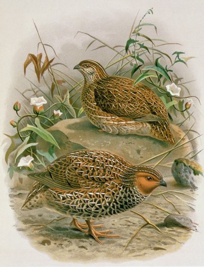 Codorniz de Nueva Zelanda, ilustración de 