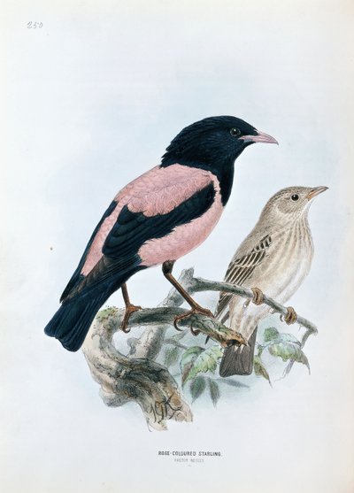 Estornino rosado de Johan Gerard Keulemans