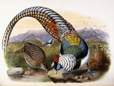 Thaumalea Amherstiae de Johan Gerard Keulemans