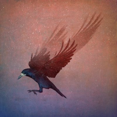 Bird Kingdom, 2018 (arte fotográfico) de Johan Lilja