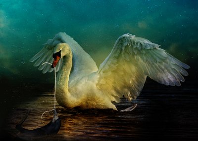 Bird Kingdom 6, 2018 (arte fotográfico digital) de Johan Lilja