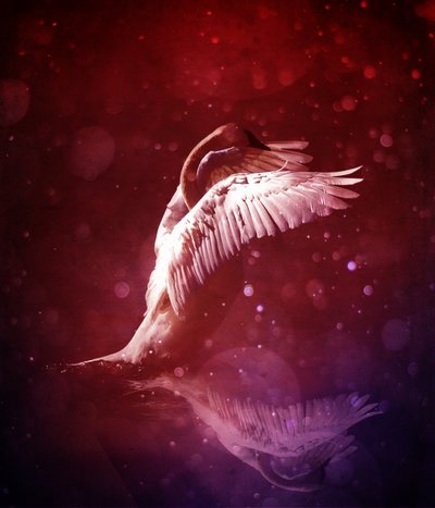 Bird Kingdom 7 (línea de sangre) de Johan Lilja