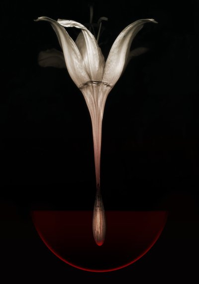 Lirio sangrante, 2013 (fotografía) de Johan Lilja