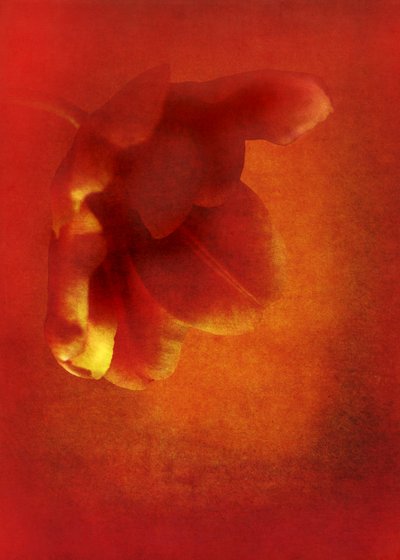 Flor en rojo, arte fotográfico digital de 2016) de Johan Lilja