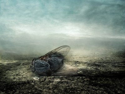 Mosca, 2013 (fotografía) de Johan Lilja