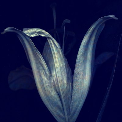 Lily 1, 2018 (arte fotográfico digital) de Johan Lilja