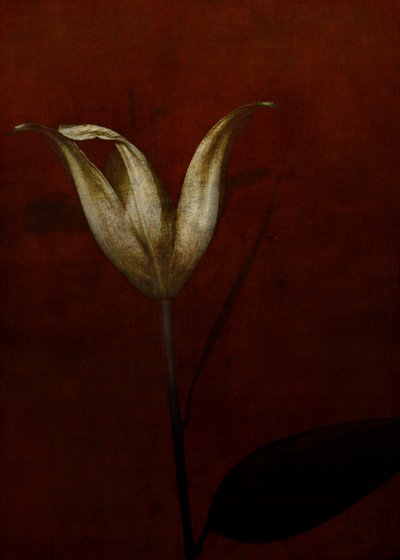Lily, 2015 (arte fotográfico digital) de Johan Lilja