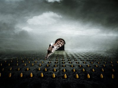 Ladrona ttulip 2, 2013 (fotografía) de Johan Lilja