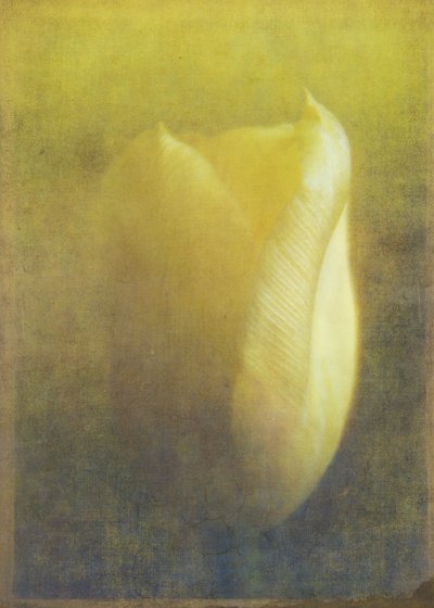 Tulipán, 2015 (arte fotográfico digital) de Johan Lilja