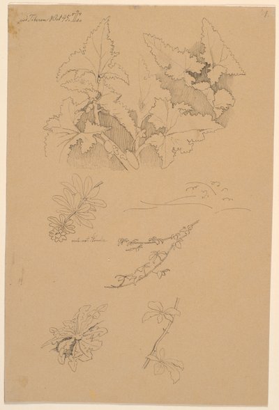 Estudios de hojas y flores de Johan Thomas Lundbye