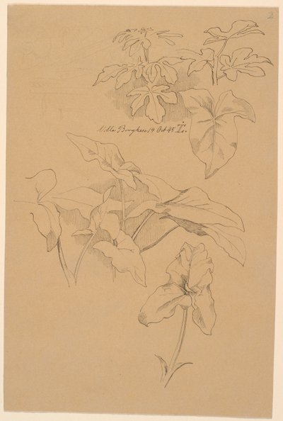 Estudios de hojas, incluyendo una Kala. Arriba: boceto a lápiz de frontón de Johan Thomas Lundbye