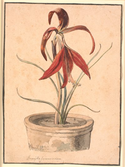 Amarilis floreciente de Johan Thomas Lundbye