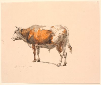 Toro rojo y blanco de pie, mirando a la izquierda, visto desde atrás de Johan Thomas Lundbye