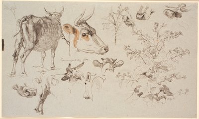 Hoja de estudio de Vognserup. A la izquierda, una vaca de pie vista desde atrás, varios estudios detallados de cabezas de vaca, y a la derecha, una acedera y en el centro un cardo de Johan Thomas Lundbye