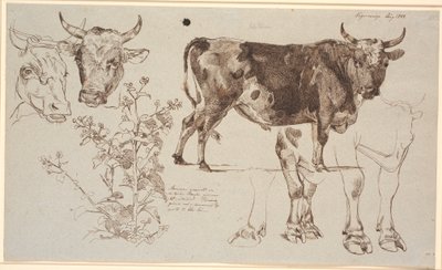 Hoja de estudio de Vognserup. A la izquierda, dos cabezas de vaca, debajo una acedera. Desde el centro hacia la derecha, un toro de pie, debajo estudios de sus patas de Johan Thomas Lundbye