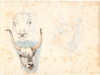 Tres estudios de la cabeza de un buey romano de Johan Thomas Lundbye