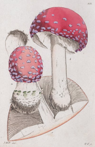 Amanita muscaria, 1804-1811 de Johan Wilhelm Palmstruch