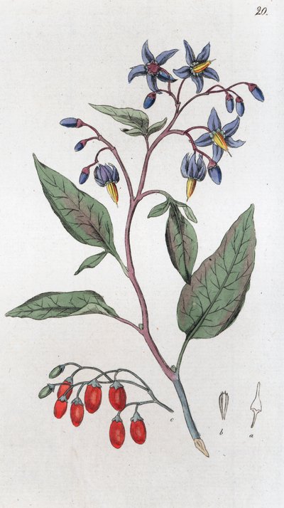 Solanum dulcamara de Johan Wilhelm Palmstruch