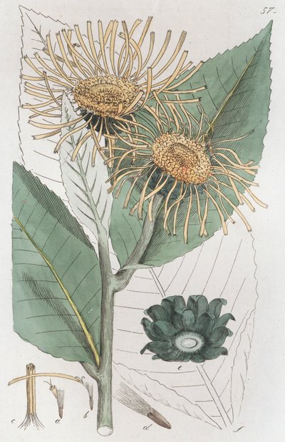 Inula helenium, 1804-1811 de Johan Wilhelm Palmstruch