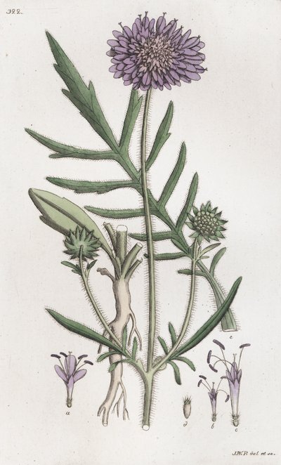 Escabiosa de campo Knautia arvensis de Johan Wilhelm Palmstruch