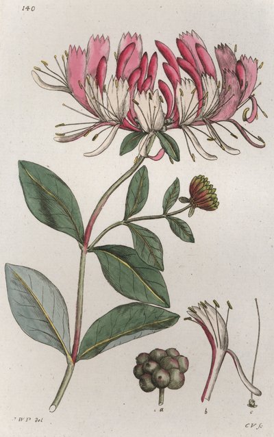 Madreselva Lonicera periclymenum de Johan Wilhelm Palmstruch