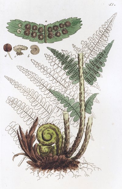 Helecho macho Dryopteris filix-mas, 1804-1811 de Johan Wilhelm Palmstruch