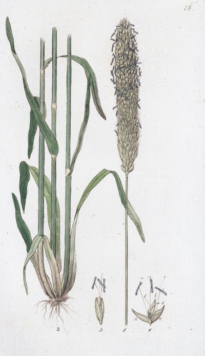 Cola de zorro de pradera Alopecurus pratensis de Johan Wilhelm Palmstruch