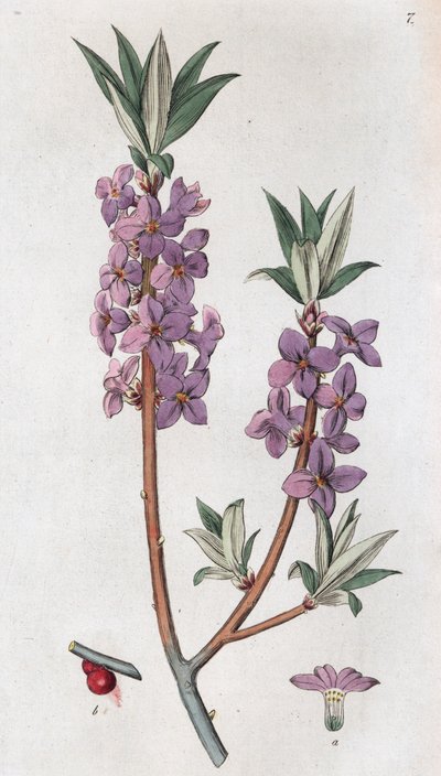 Mezereon Daphne mezereum, 1804-1811 de Johan Wilhelm Palmstruch