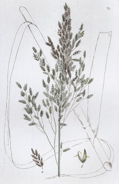 Hierba Dulce de Caña Poa aquatica, 1804-1811 de Johan Wilhelm Palmstruch