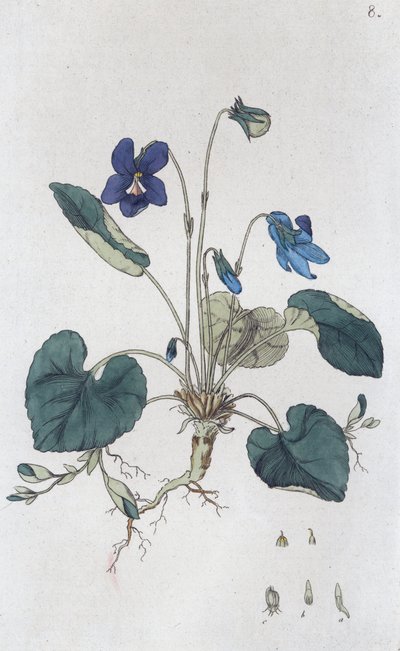 Violeta dulce Viola odorata, 1804-1811 de Johan Wilhelm Palmstruch