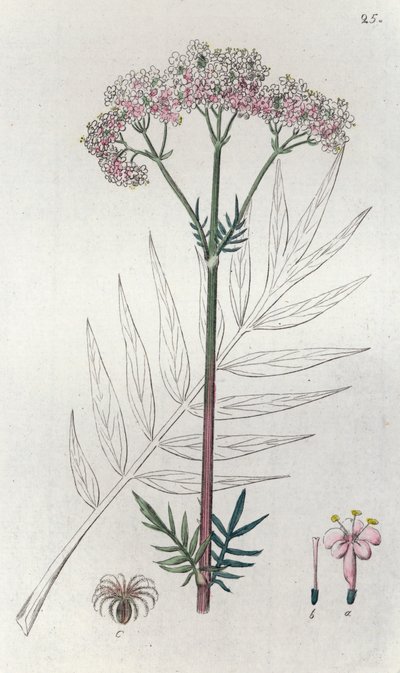 Valeriana Valeriana officinalis de Johan Wilhelm Palmstruch