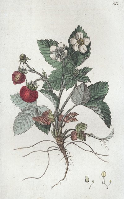 Fresa silvestre Fragaria vesca de Johan Wilhelm Palmstruch