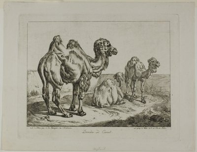 Dromedario y camello de Johann Adam Klein