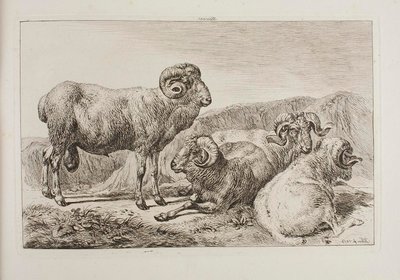 Carneros merinos de Johann Adam Klein