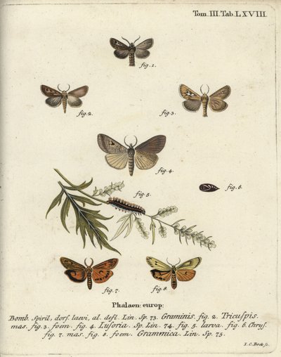 Polilla de cuerno, Lygephila lusoria y pie emplumado de Johann Carl Bock