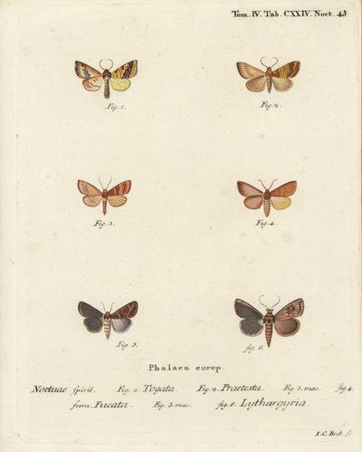 Sallow barrado, Tileacea aurago 1-4, y polilla de arcilla, Mythimna ferrago 5,6. Grabado en cobre a mano coloreado por Johann Carl Bock después de Die Schmetterlinge en Abbildungen nach der Natur de Eugenius Johann Christoph Esper, Erlangen de Johann Carl Bock