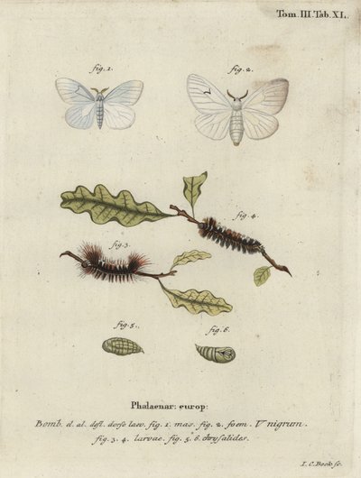Polilla V negra, Arctornis l-nigrum de Johann Carl Bock